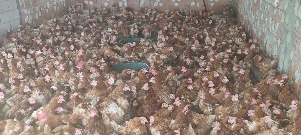 Găini ouătoare tinere - 11 luni - Penaj îngrijit