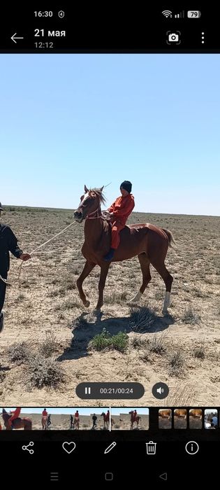 Сұнқар атты құнан сатылады.