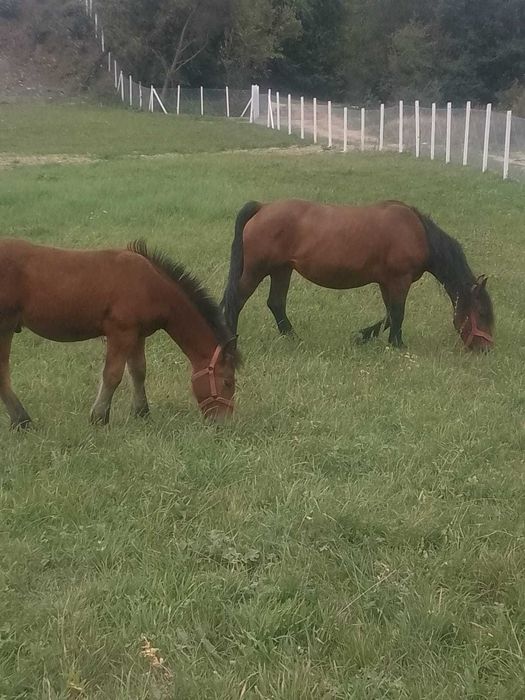 Vând mânz de 10 luni