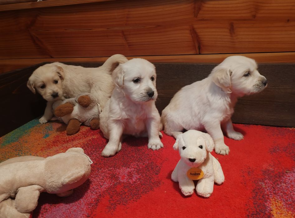 Голдън  ретривър