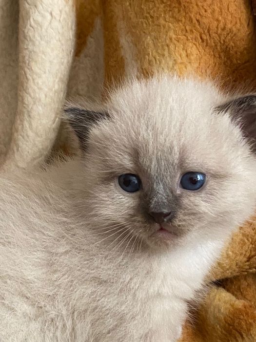 Котята бесплатно