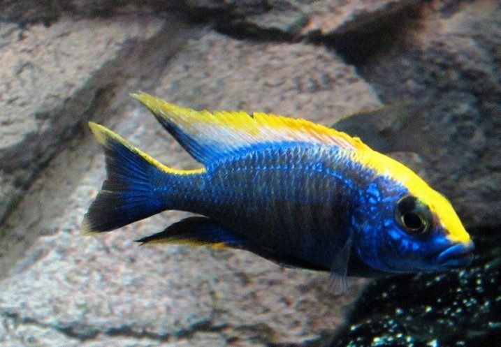 Otapharinkis Zimbabwe rok