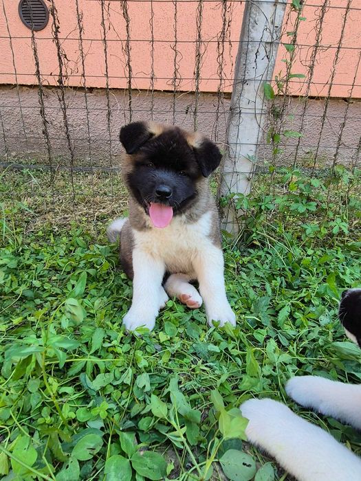Akita Amerikan Bistrița Năsăud
