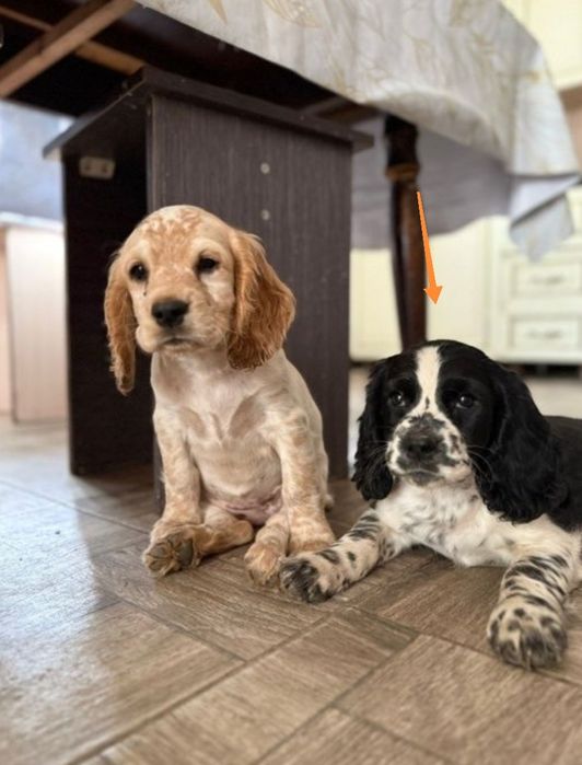 Щенок русского спаниеля