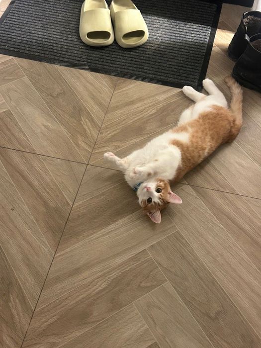 кот 8 месяцев отдам бесплаатно ватсап номер снизу