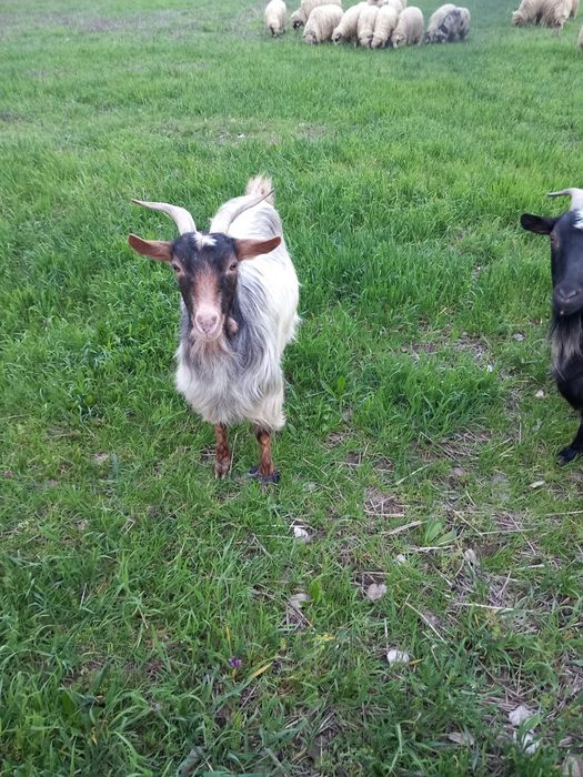 De vanzare două capre sterpe grase  și un berbeac de 1 an