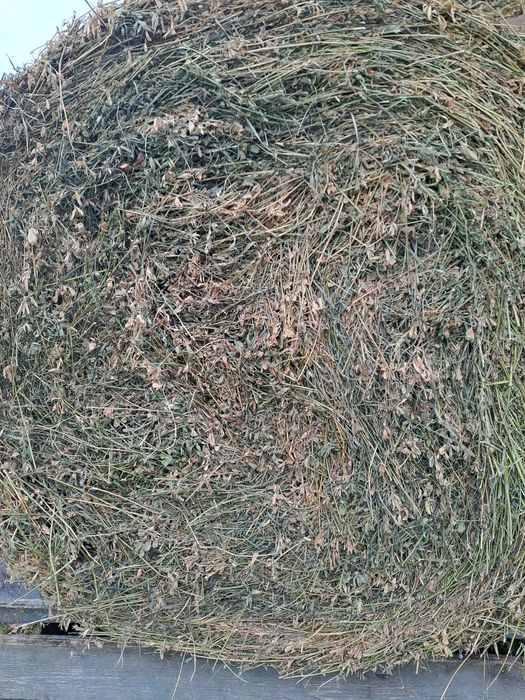 Baloti lucerna cal 1