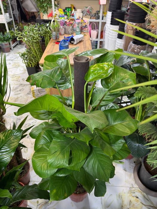 Эпипремнум. Лиана