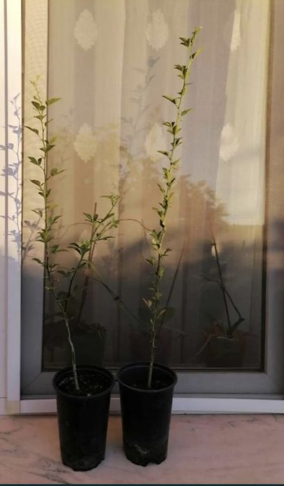 Lămâi de grădină aclimatizat