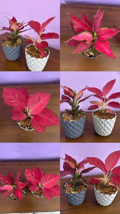 Продам Цветы  ухоженные