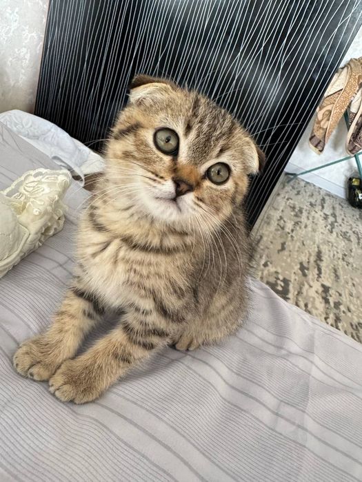 Sotiladi zotor 2 oylik