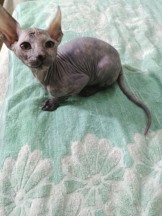 Продаются котята сфинксы