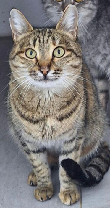 КОТЯТА ждут семью !!!