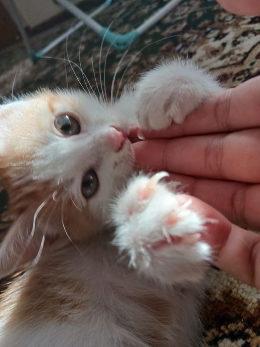 Котенок-рыжие котята