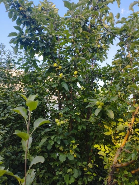 Дача Спутник  8 соток