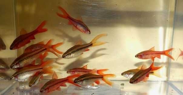 Барбус вишнёвый (вуалевый)