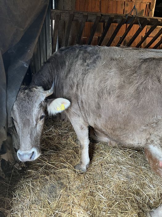 Vand o vaca cu vitel