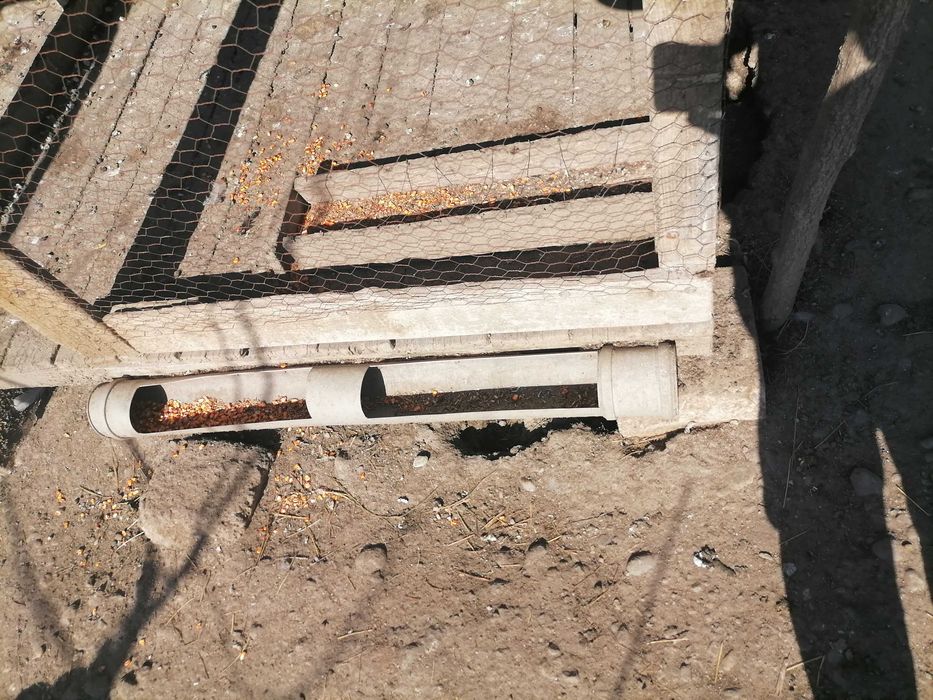 Ouă de țară de la găini fericite