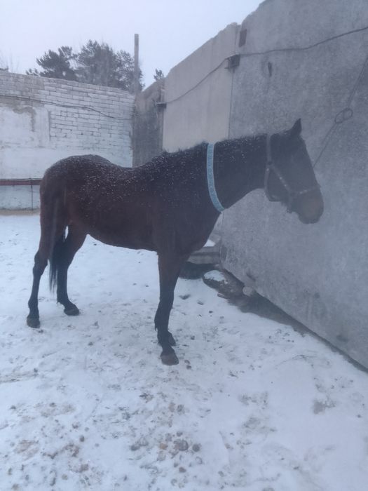 Продам лошадь" байге"