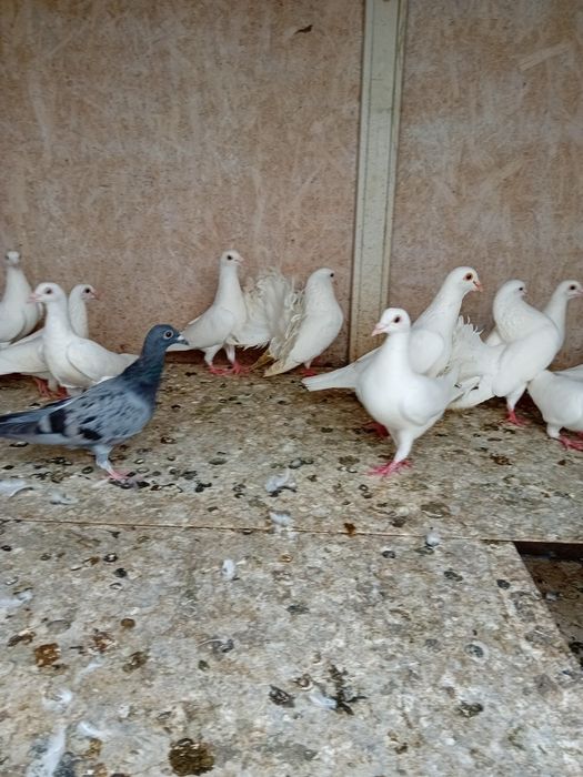 Porumbei albi voiajori