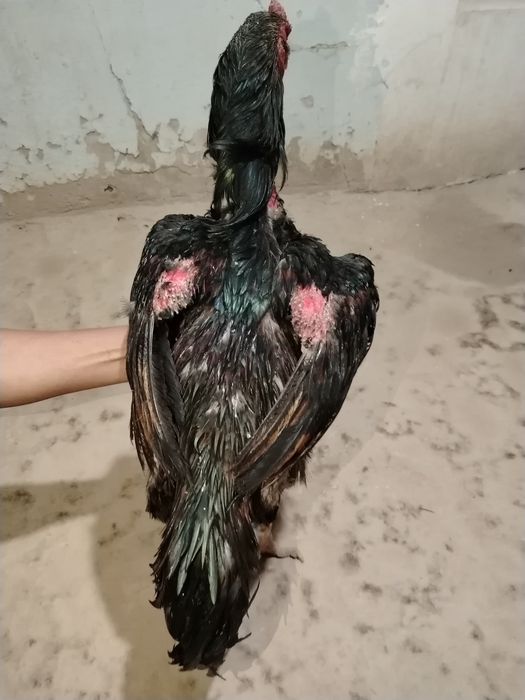 Дакан хороз сотилади