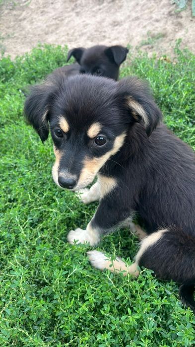 Catelusi pentru adoptie