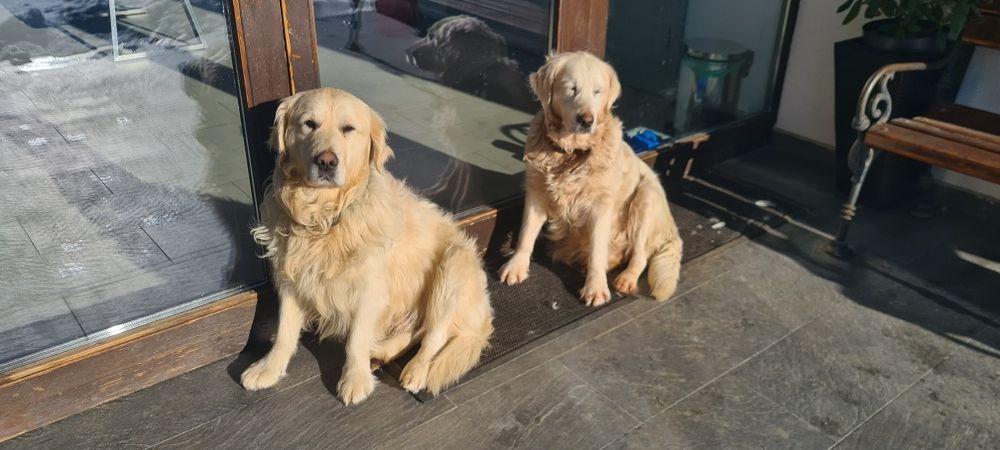 Golden Retriever canisa campioni pedigree