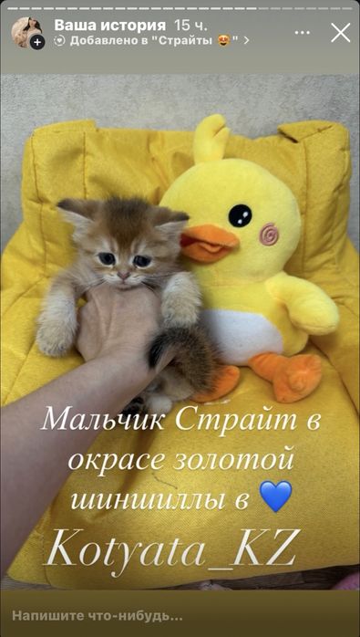 Золотые шиншиллята Российские крови