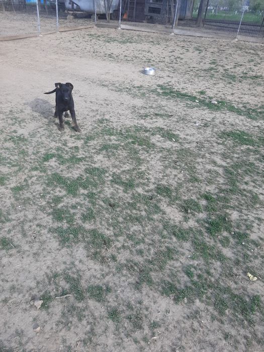 Catel ciobanesc belgian malinois