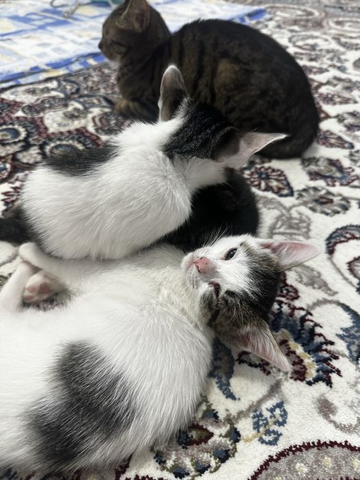 Отдам даром кошек