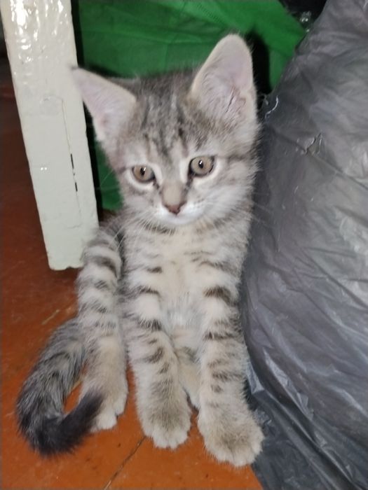 отдадим котят в хорошие руки!