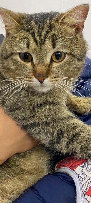 Ласковый и добрый котик