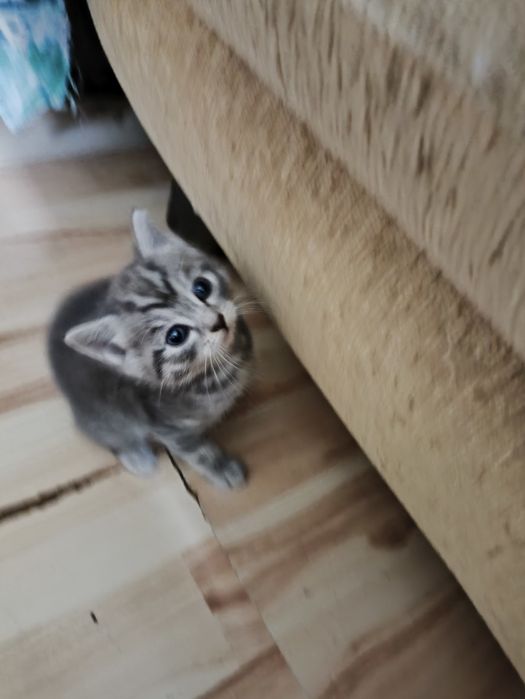 Продаю котят ,породистые