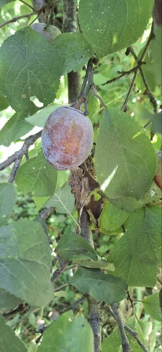 Prune de vanzare