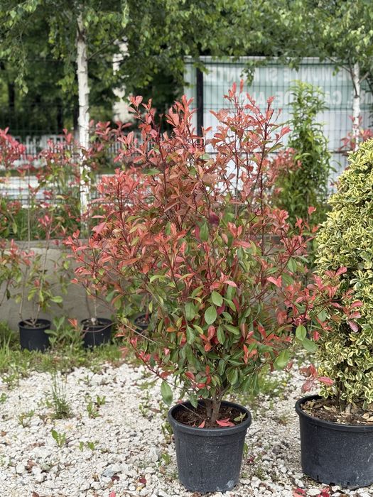 Vand plante ornamentale artar japonez/cedru/magnolia grandi flora/phot