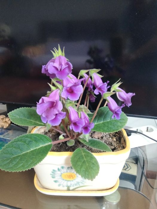 комнатные растение