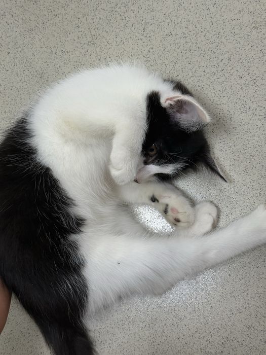 Котята с доставкой