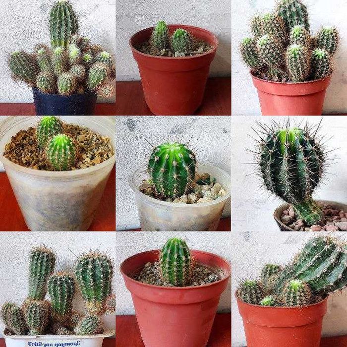 Sotiladi Продаётся цветущие кактусы