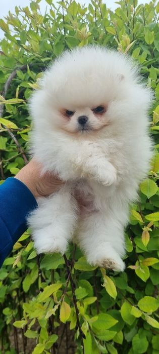 Померан померанче