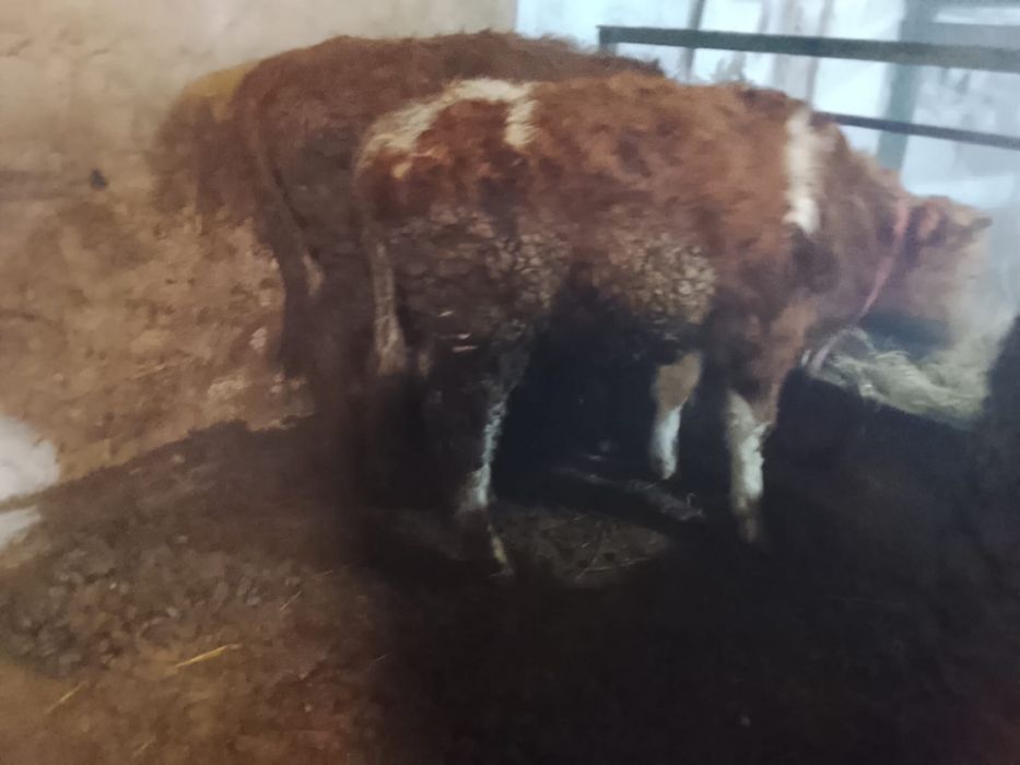 Продам бычков    .