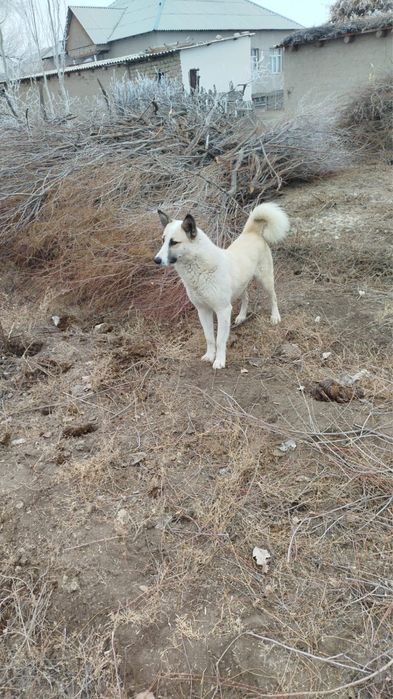 Лайка күшік 1 айлық