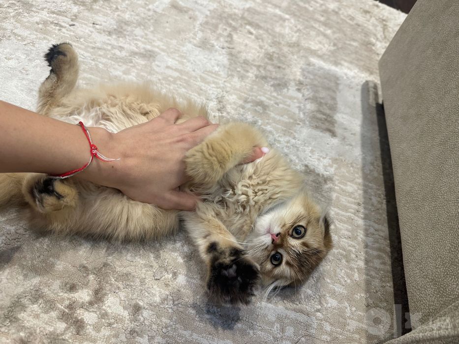 Милый игривый кот