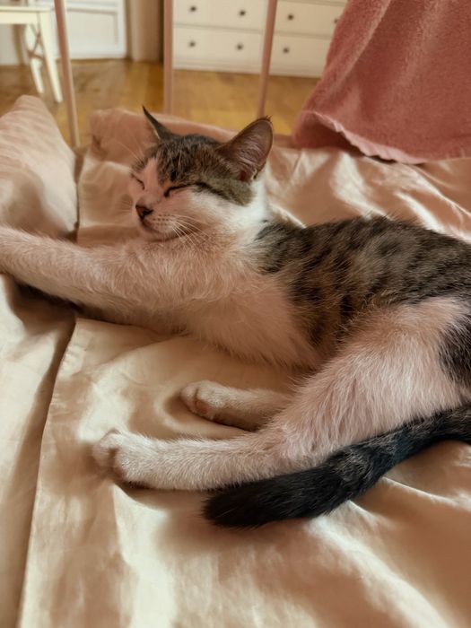 Отдаю котенка в доьрые руки