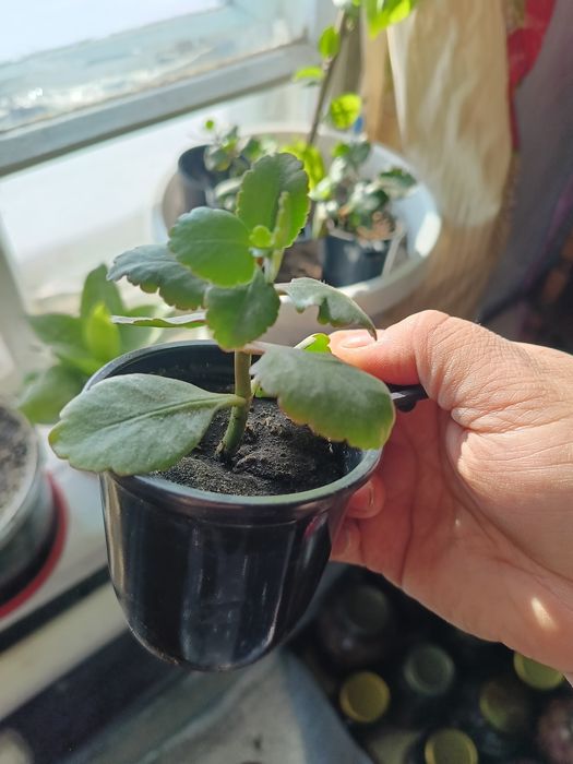 Продам Комнатные цветы