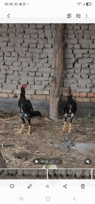 О шамо болалари сотилади.