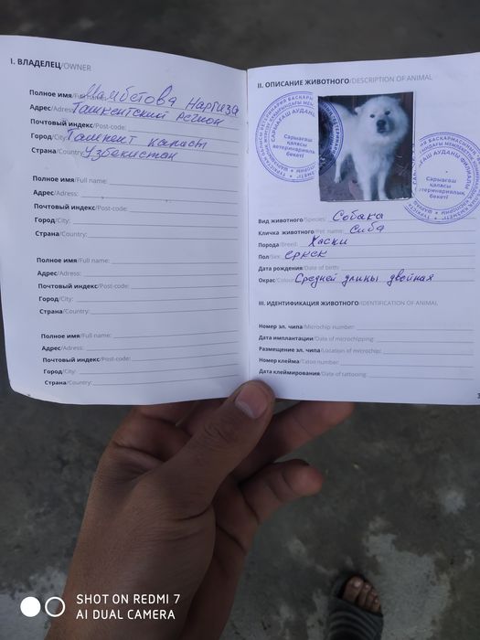 It sotiladi zoti xaski 8 oyli