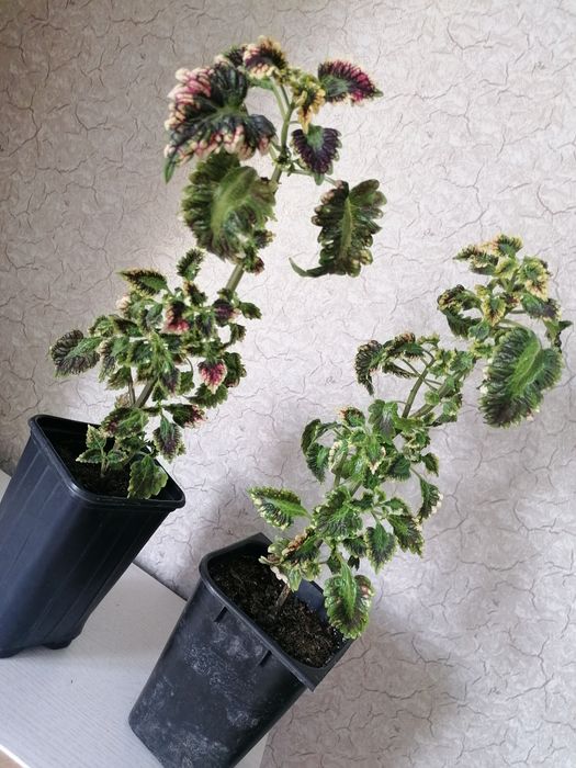 Молодые комнатные растения