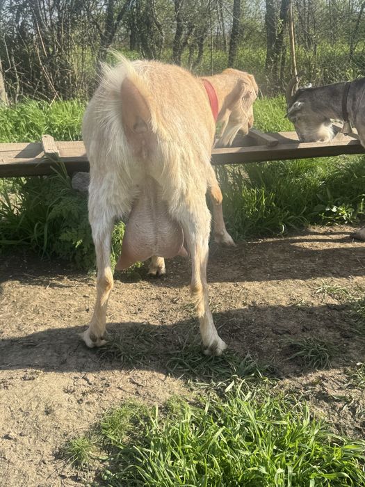 Capre de rasa  de vanzare