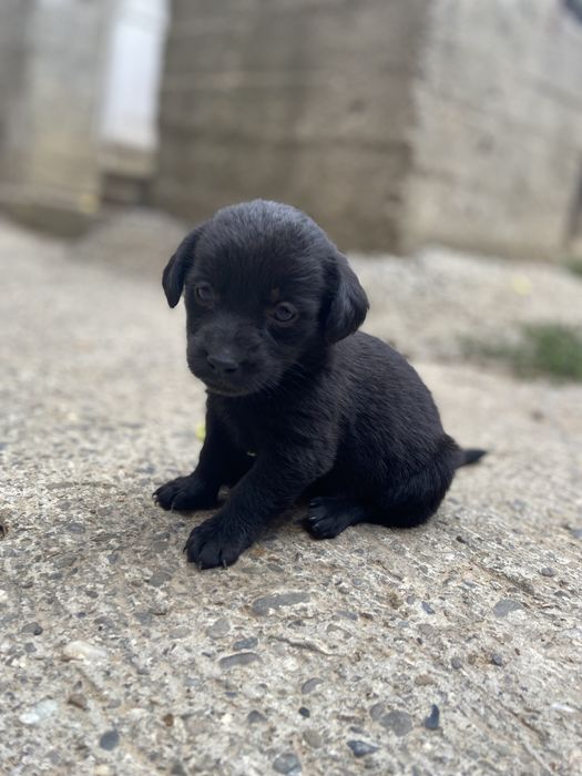 Dau spre adoptie