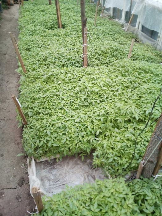 Разсад домати,краставици,пипер,зеле, тиквички и др.